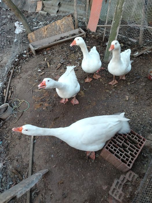 4 gâște de vânzare, preț fix