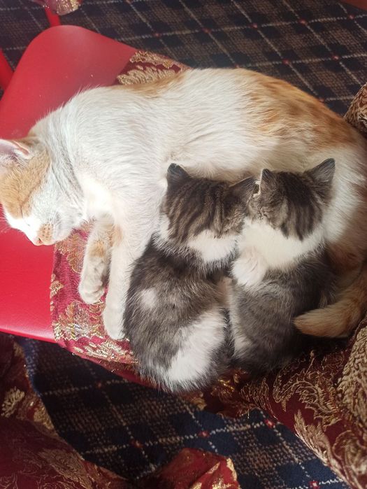 Пишак, кошка 2 кора