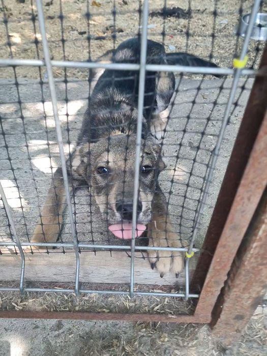 Dau spre adopție