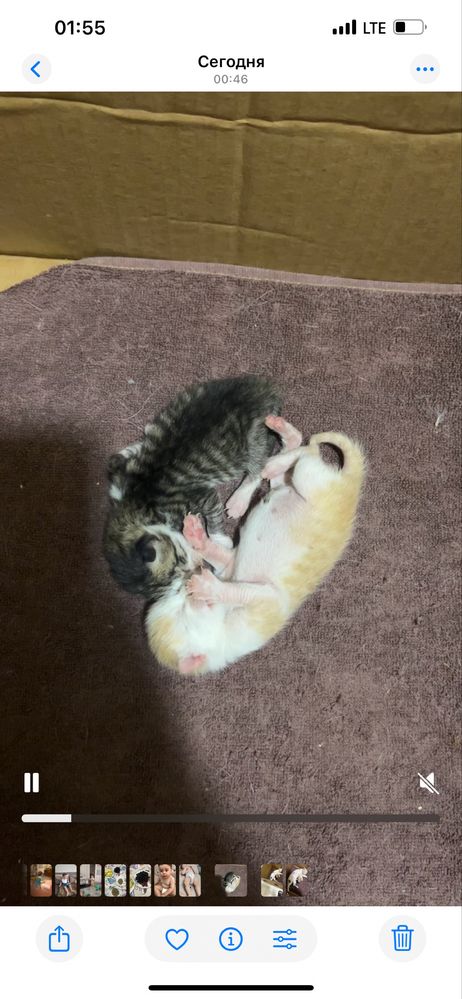 Кошка отдам даром
