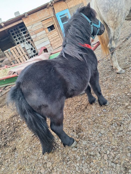 Vând ponei castrat jucărie pentru copii