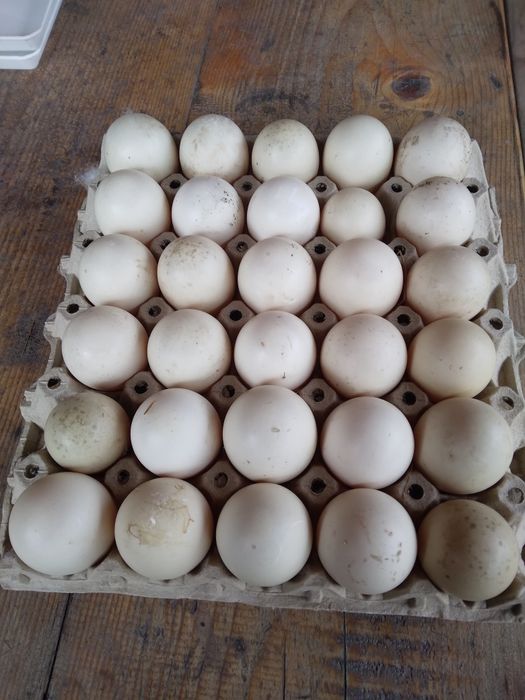 Оплодени яйца от неми патици