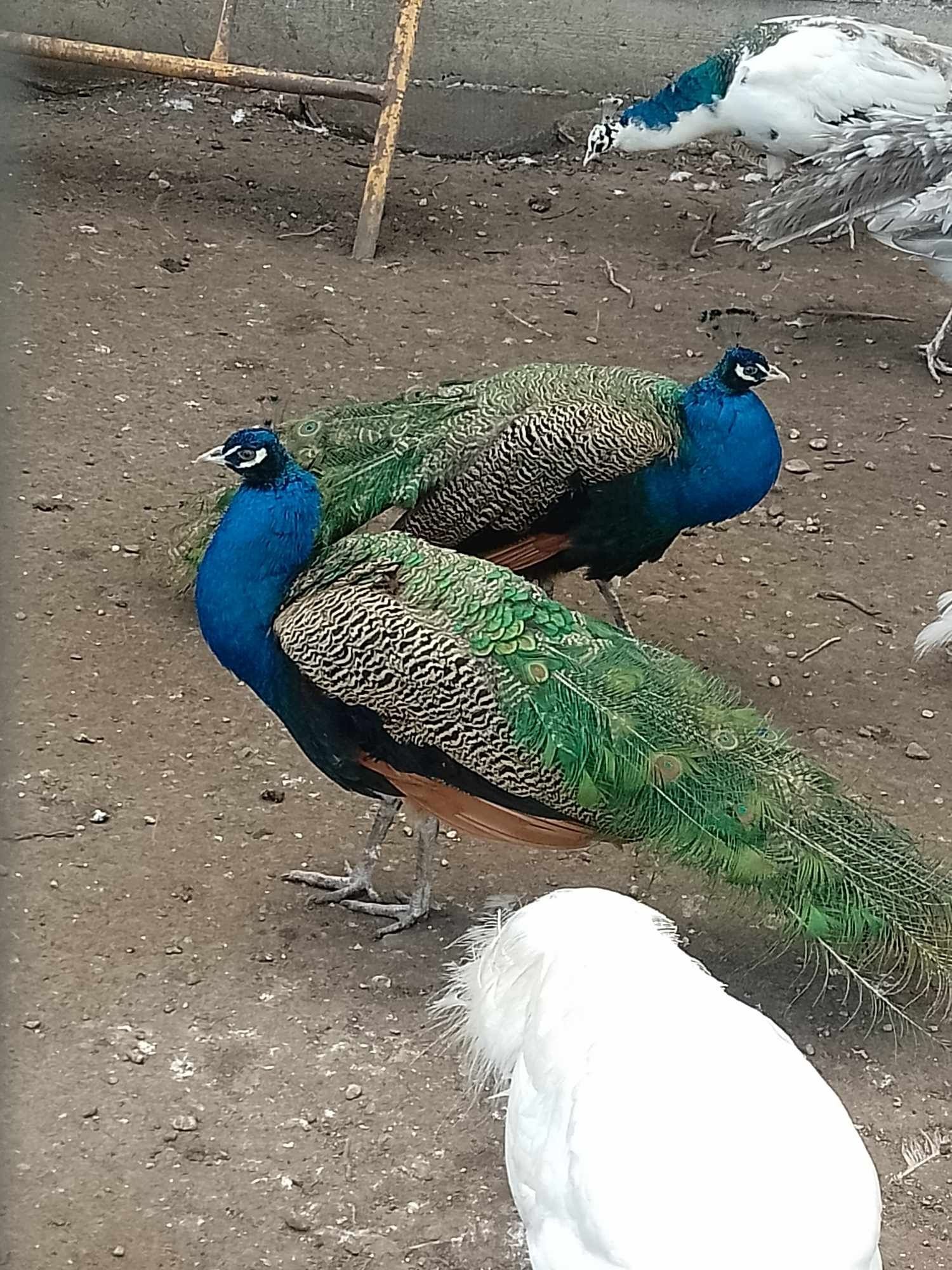Masculi  albastru indian  separat  sau  la perechereche