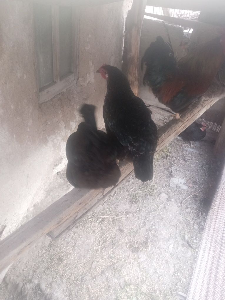 Продам курей, цыплят