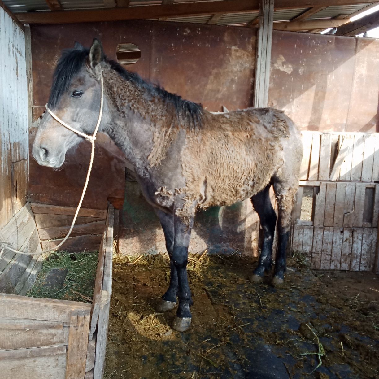 Бести жылкы сатылады. 2 ай байланган. Полукровка,