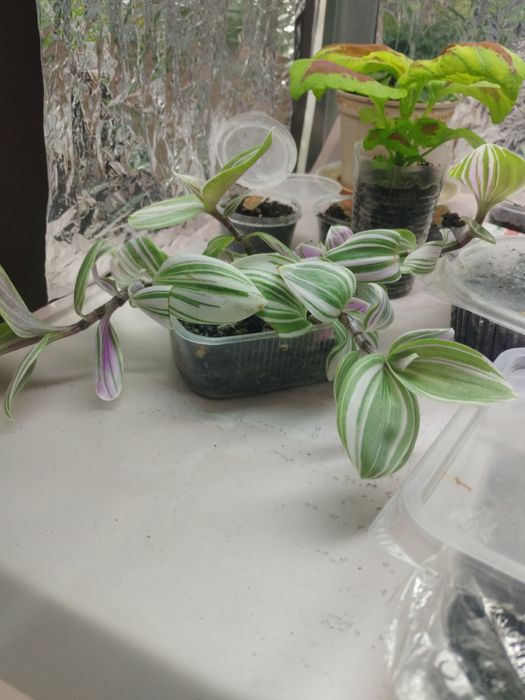 Традесканция (черенки)