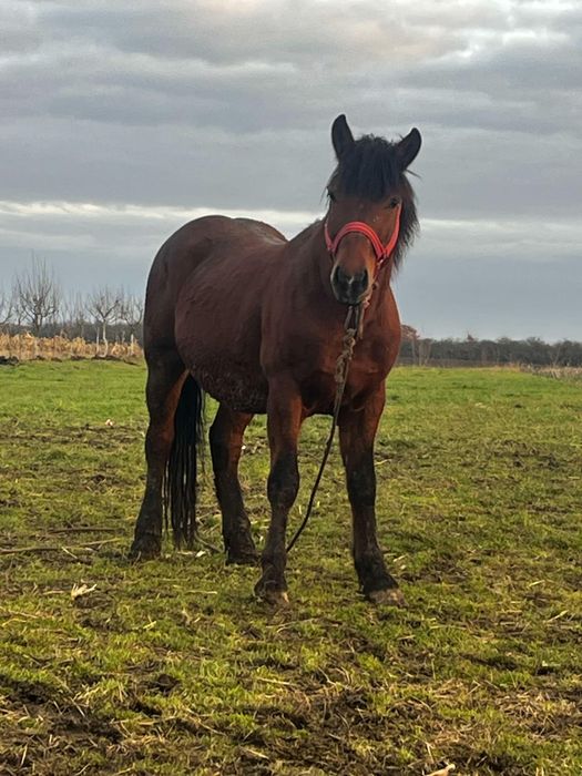 armăsar 4 ani jumate