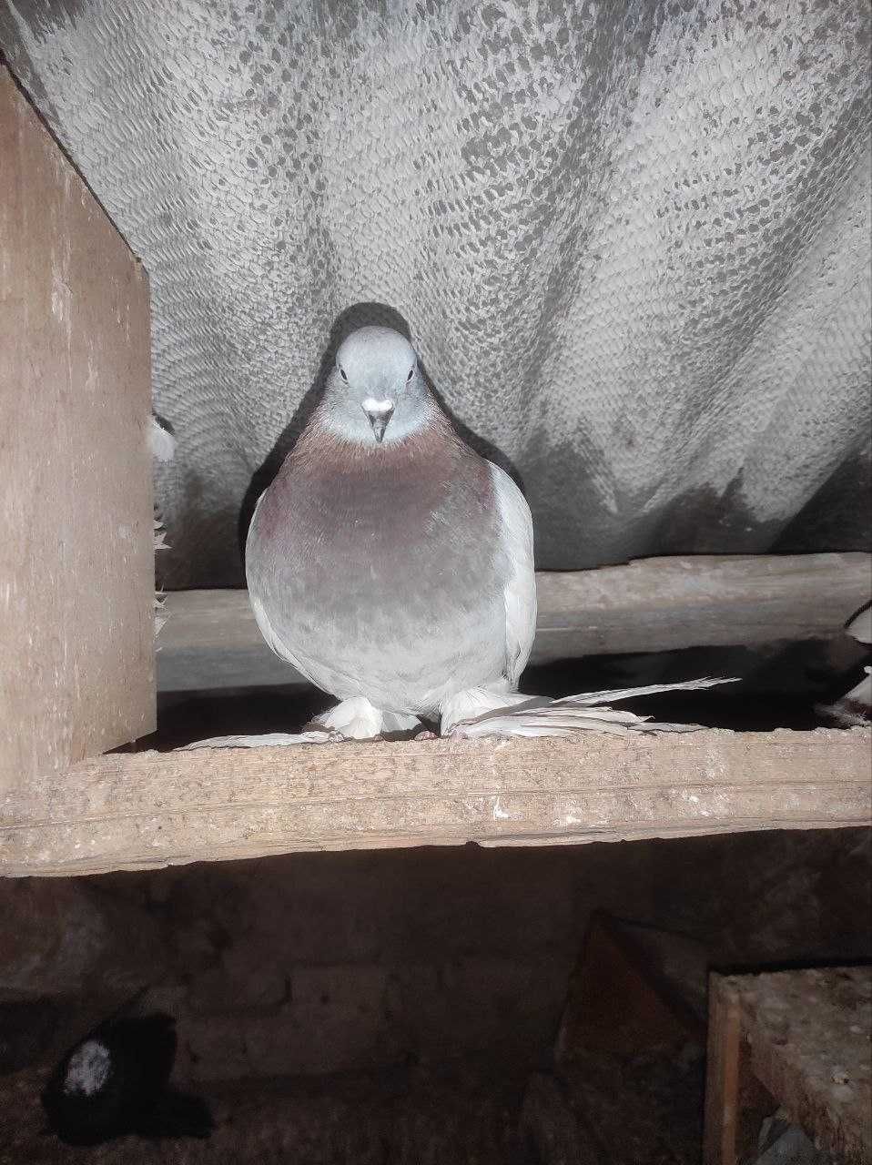 Продаются голуби