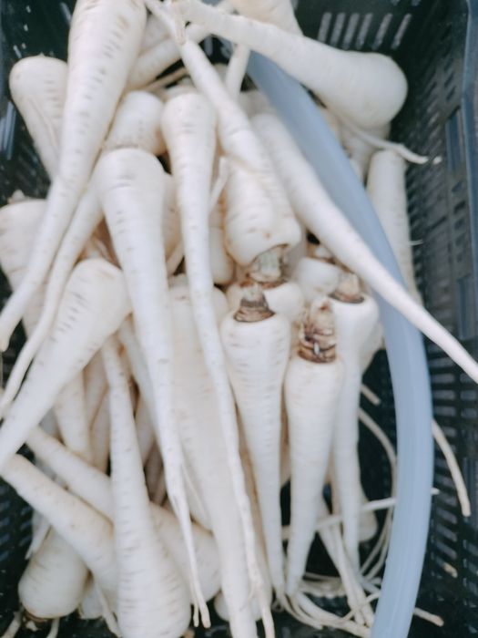 Păstârnac de vanzare