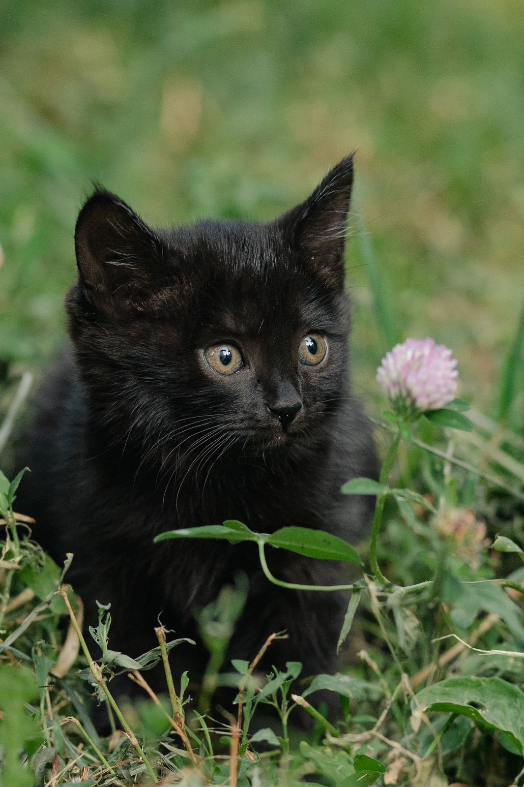Котята ищут любящую семью