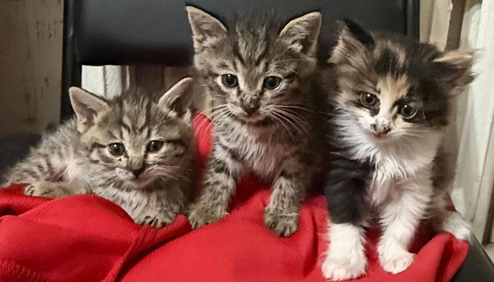 Котята два мальчика и девочка