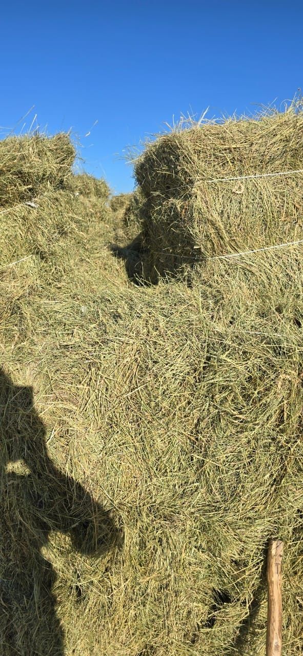 Продаеться сено жетняк.