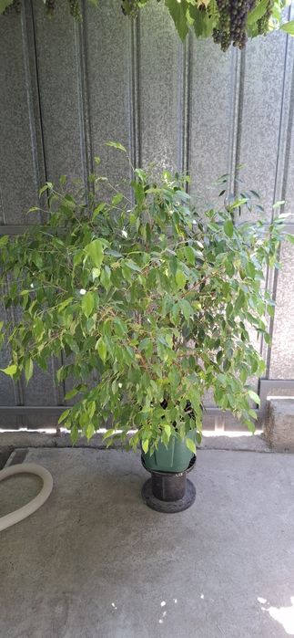 Срочно продам фикус