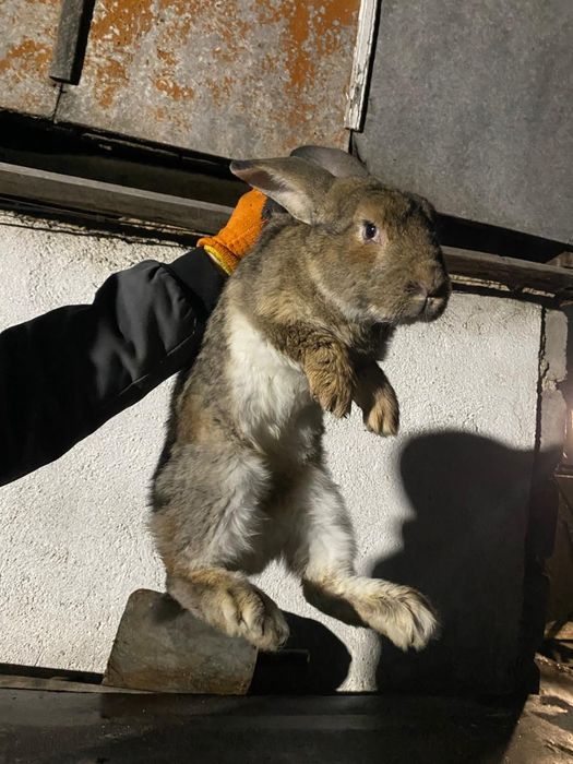 Продам кроликов  рабочих