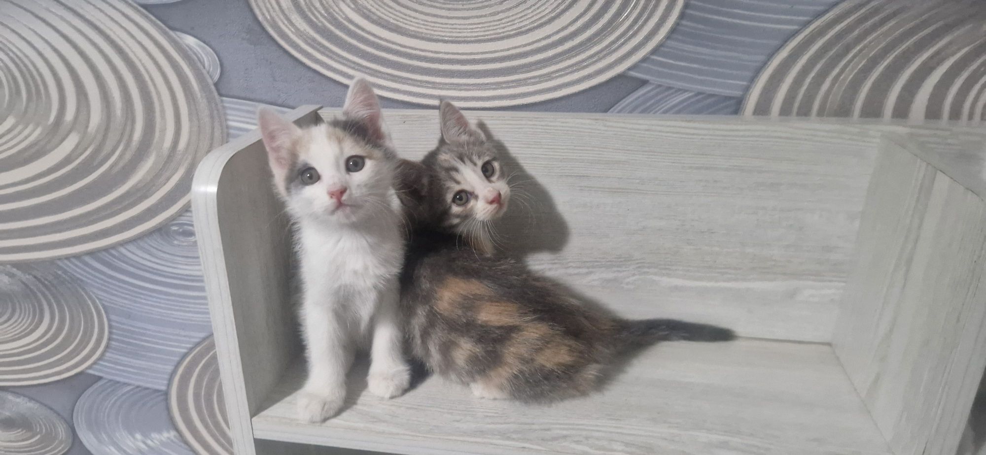 Отдам котят 5 штук 2 девочки 3 мальчика