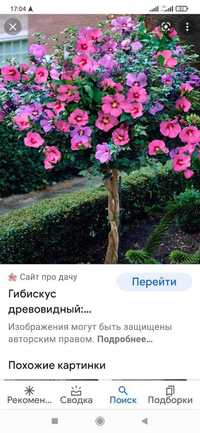 Цветы кусты декоративный дереве  Садовник Уборка
