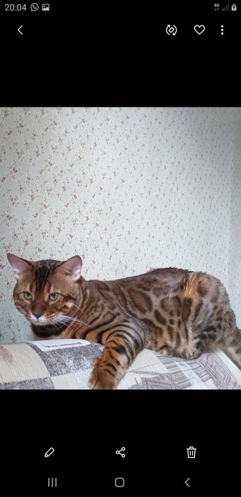 Продам бенгальского котенка