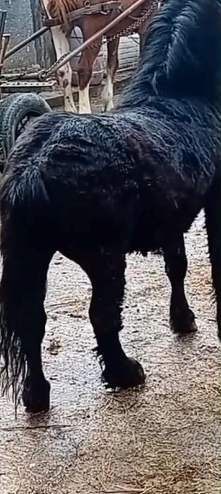 harmasar de 3 anișori acte la zi