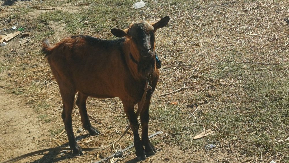 Теке көкпарға сатылады