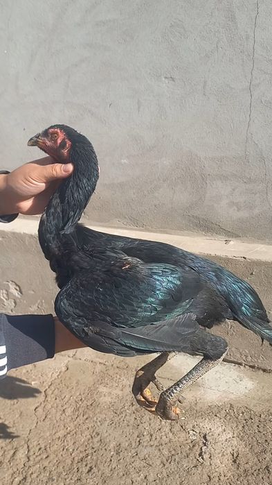 Жужа товук гирраааш зуридан.