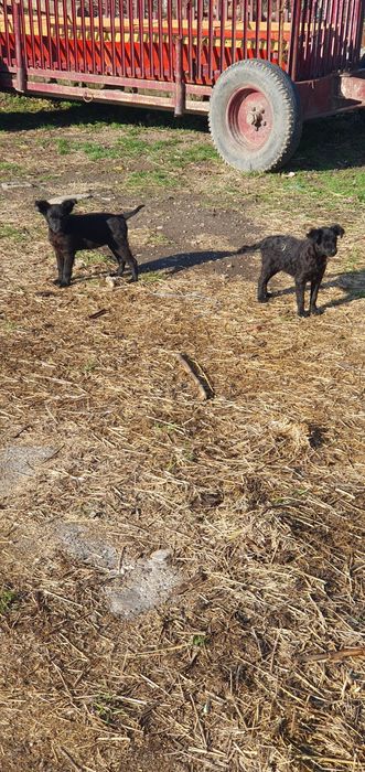 Catei de intors oi/vaci