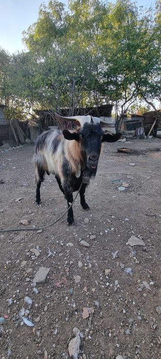 Vand 3 tapi doi de anul acesta si unul de 2 ani jumate