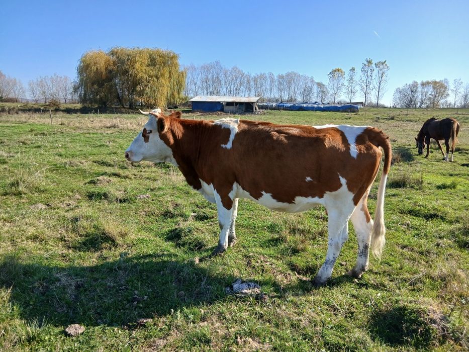 Vând bălțată românească gestantă in 8 luni