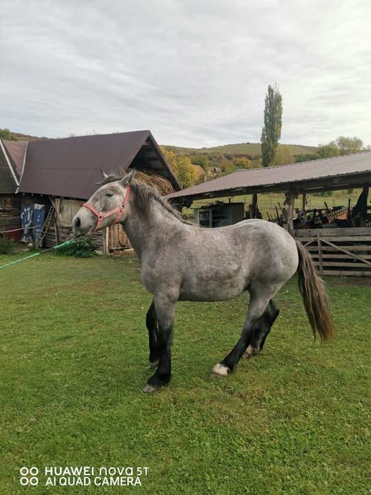 Vand manza sura de 1 an jumate