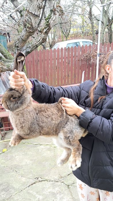 Vând cocoși și iepuri belgian berbec