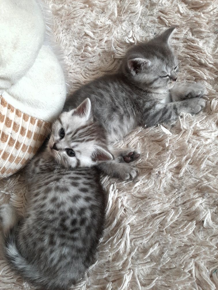 Котята скоттиш страйт