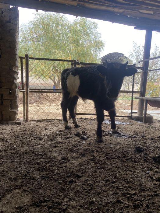 Еркек баспак сатылады