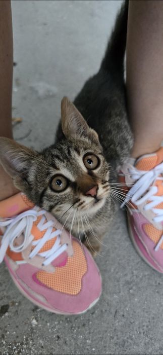 Motanelul Kiko, vaccinat