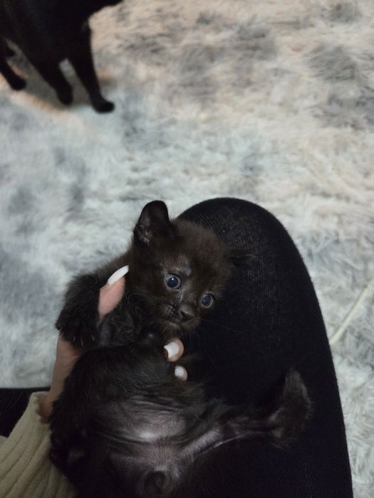 Отдам котят бесплатно в хорошие руки