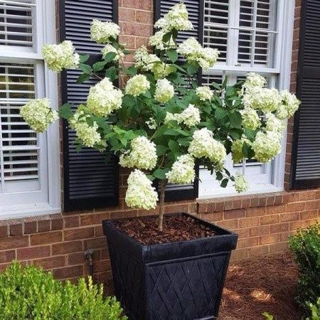 Hortensie pomișor