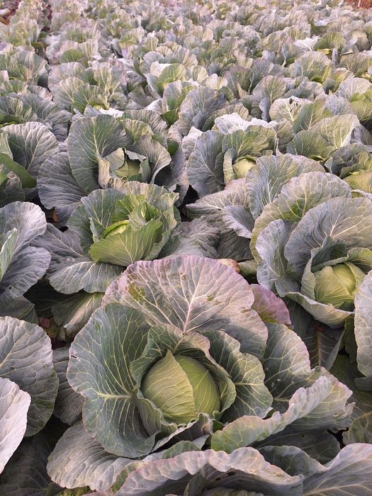 Vând varza 1-2 tone