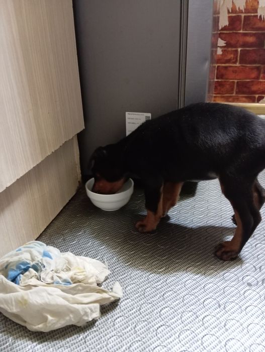 Продоеца щенок доберман