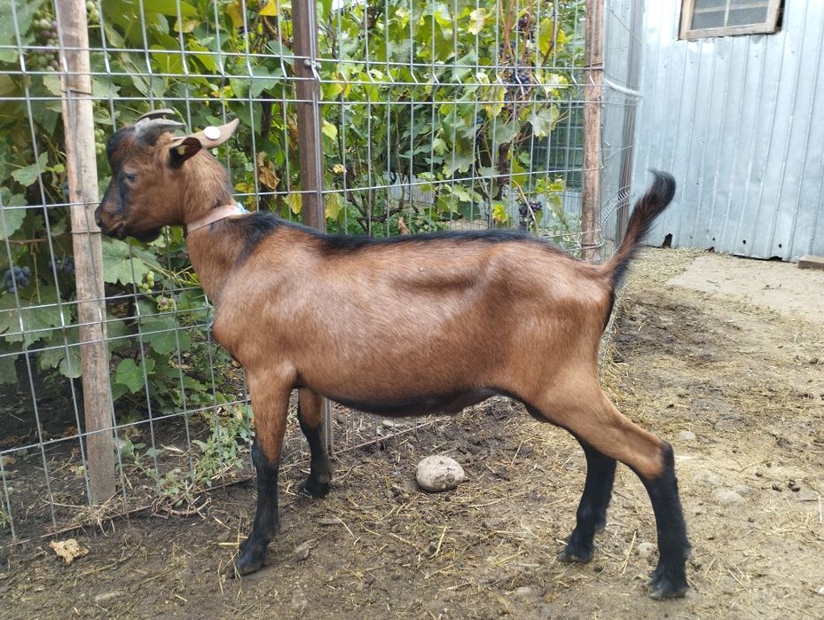 Masculi alpina franceza și anglonubiana