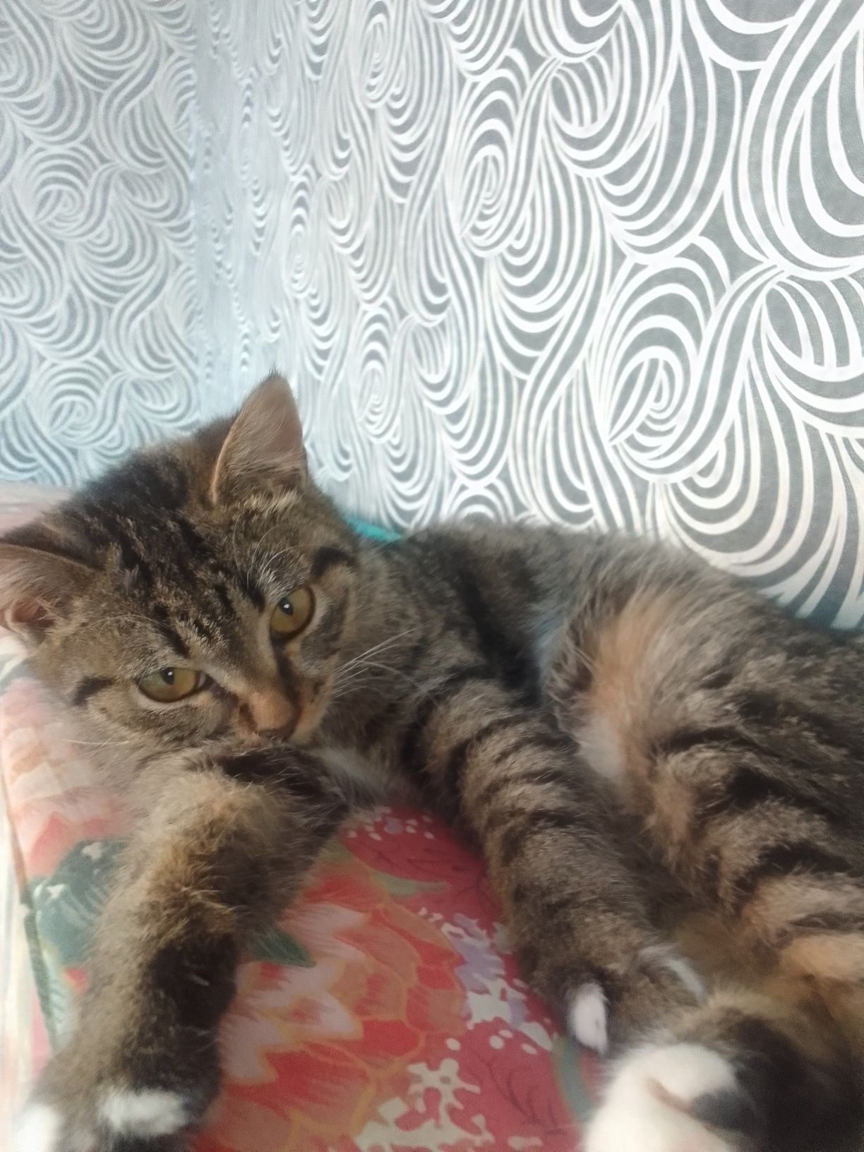Котенок девочка. Срочно