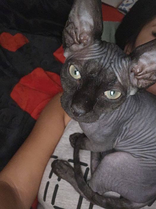 Pisică Sphynx pui
