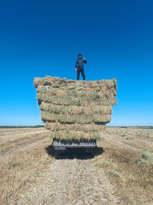 Сабан прес қамыс прес бар