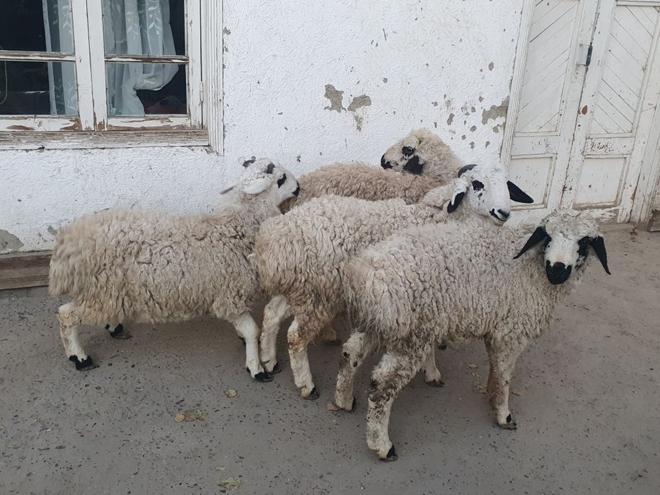 4та эгизак кучкор баррала сотилади Шофирконда