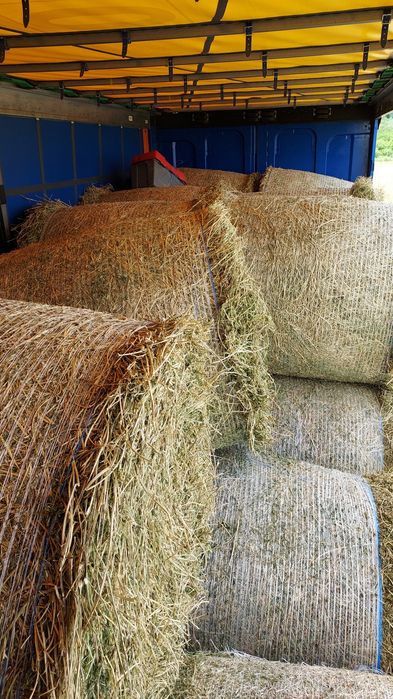 De vânzare baloți de fân, lucernă! Se asigura transport!