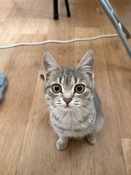 отдается котенок