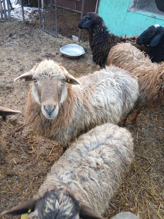Продам овечку сукотая,все вопросы  по телефону