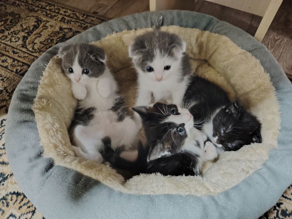 Продам котят шотландские