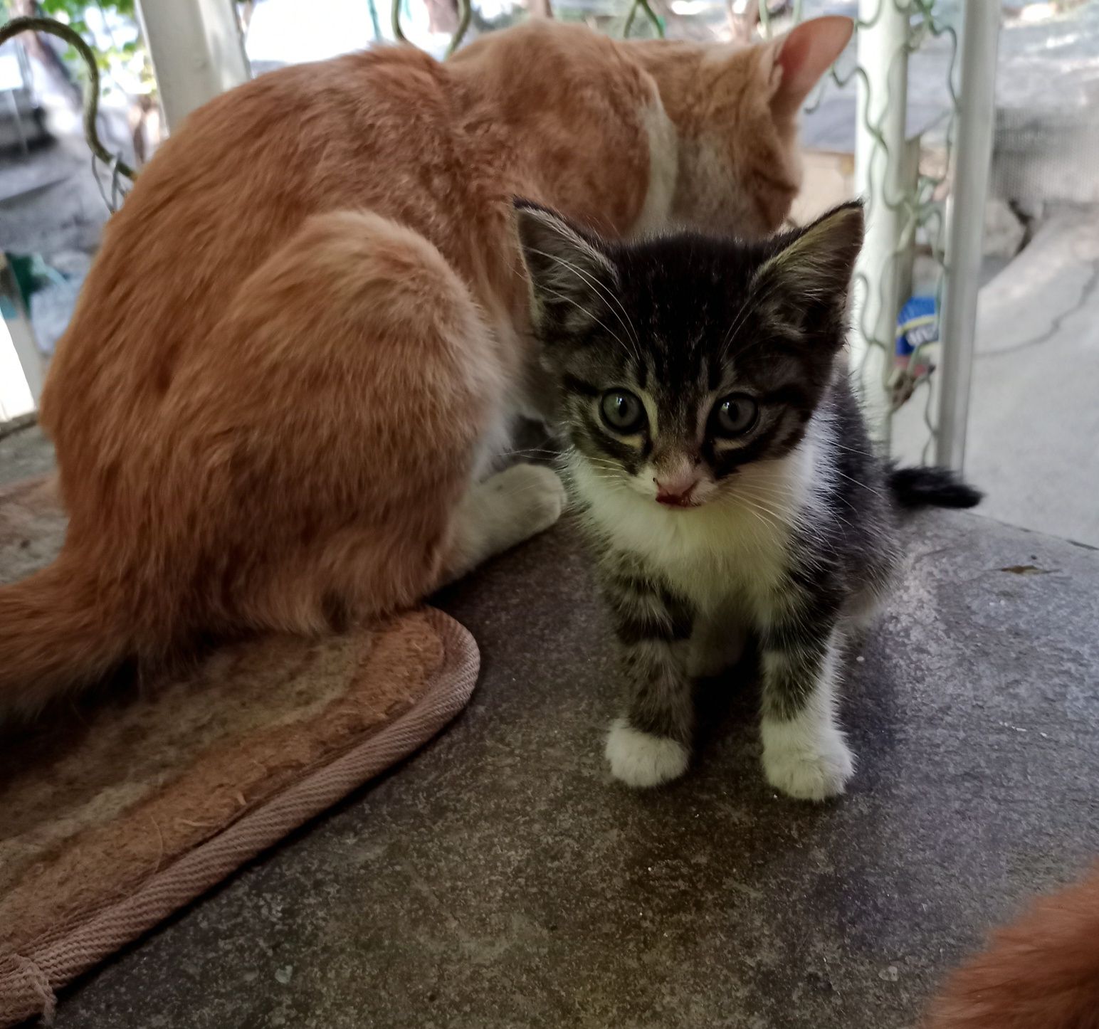 Котята,2 месяца(мальчики и девочки)