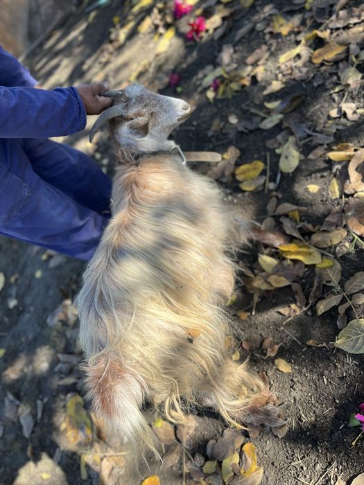 De vanzare iada sau schimb