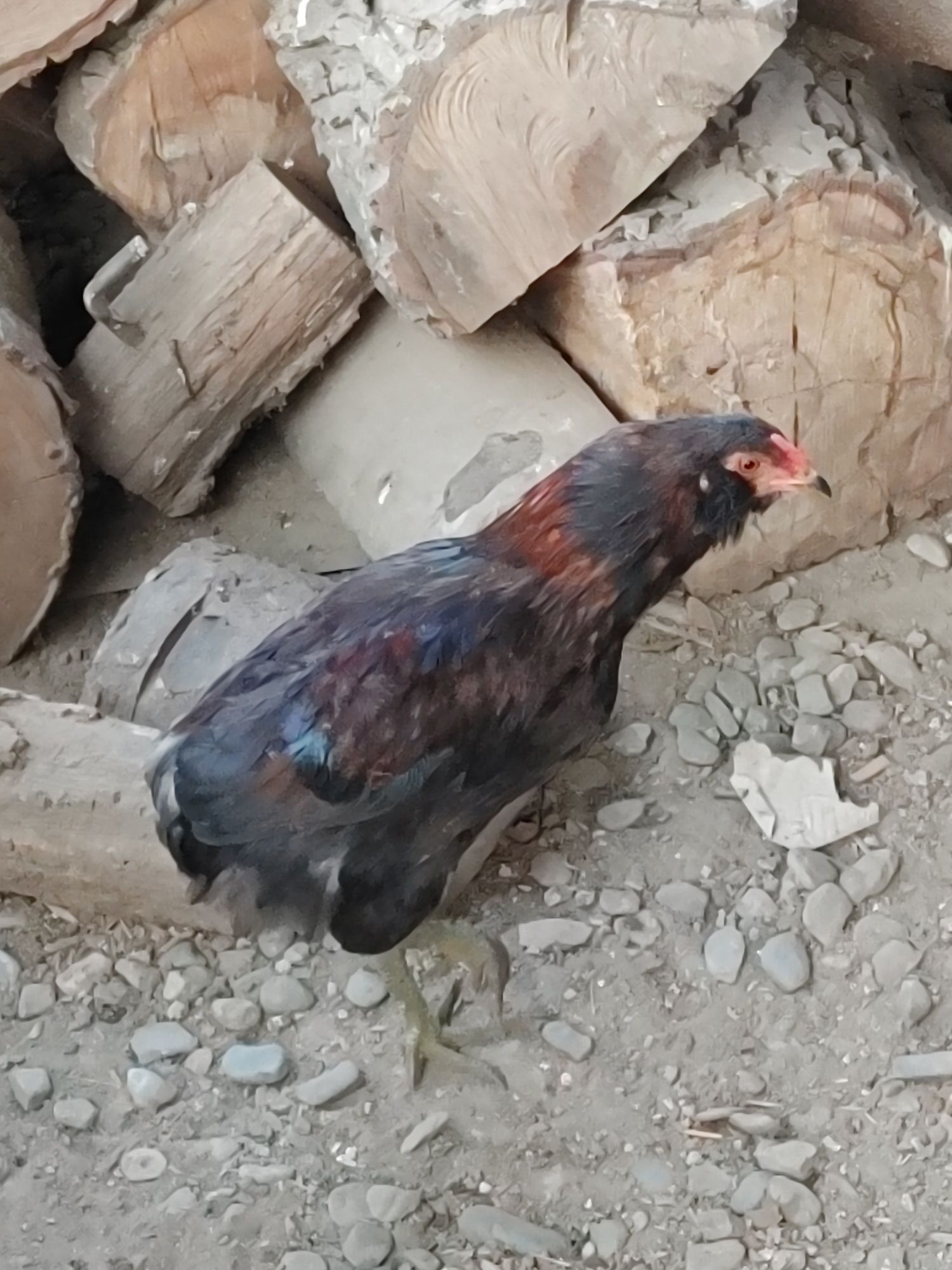 2 cocosi araucana potarnichiu salbatic