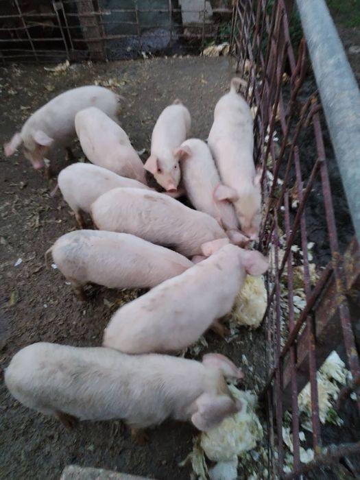 Продавам прасета