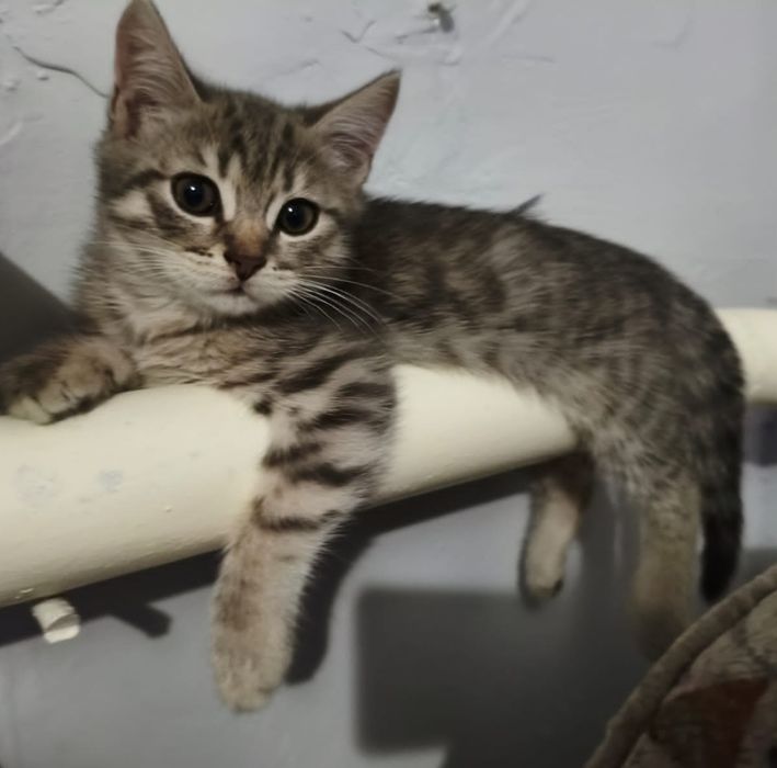 Отдам котят в добрые руки.